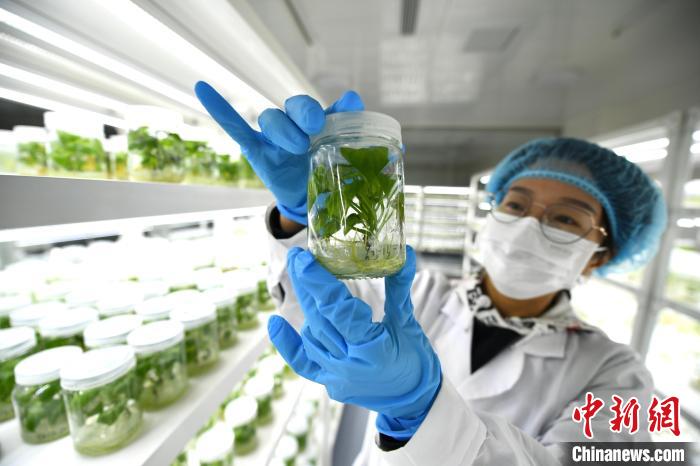 在河北中薯农业科技集团股份有限公司甘薯脱毒组培中心，技术员查看脱毒苗生长情况。　郑晨子 摄