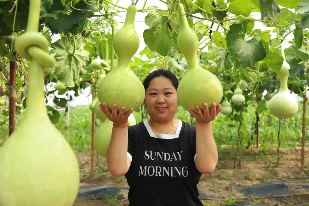 图为农户展示葫芦。通讯员 门丛硕 摄