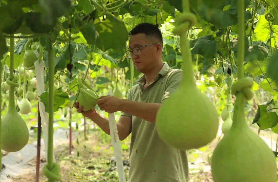 图为农户正在为葫芦系绳打结。通讯员 门丛硕 摄