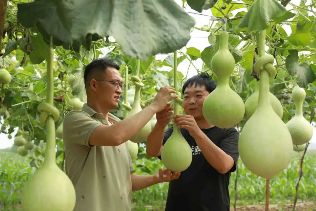 图为农户正在检查葫芦的生长情况。通讯员 门丛硕 摄